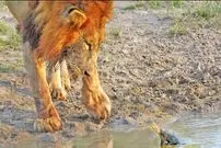 ببینید| وقتی «لاک پشت کوچک» برای «سلطان جنگل» شاخ و شانه می کشد!