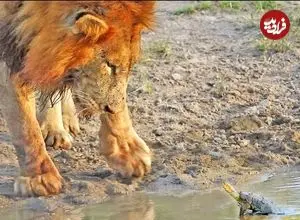ببینید| وقتی «لاک پشت کوچک» برای «سلطان جنگل» شاخ و شانه می کشد!