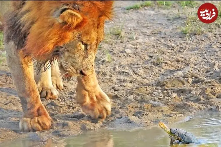 ببینید| وقتی «لاک پشت کوچک» برای «سلطان جنگل» شاخ و شانه می کشد!