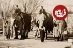 عکس| سفر زمان؛ «مردم تهران و یک فیل» در جلوی «تکیه دولت» در زمان ناصرالدین شاه