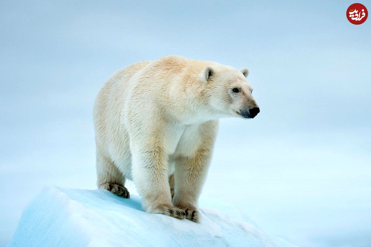 (ویدئو) پربیننده ترین لحظه های شکار خرس قطبی در حیات وحش