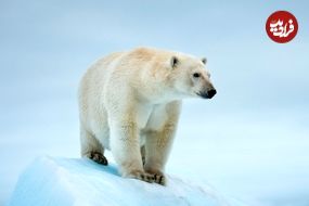 (ویدئو) پربیننده ترین لحظه های شکار خرس قطبی در حیات وحش