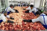 (ویدئو) فرآیند برش و کباب کردن 1.5 تُن گوشت گاو و گوسفند توسط 8 آشپز ازبکستانی
