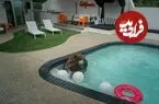 عکس‌های برگزیده حیات‌وحش ۲۰۲۶؛ از آب‌تنی بامزه یک خرس تا پلنگ دست‌وپاچلفتی