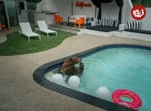 عکس‌های برگزیده حیات‌وحش ۲۰۲۶؛ از آب‌تنی بامزه یک خرس تا پلنگ دست‌وپاچلفتی