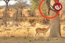 ببینید| پرش دیدنی پلنگ برای شکار ایمپالا از روی درخت!