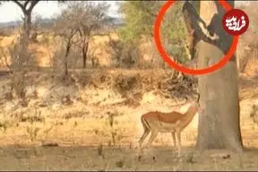ببینید| پرش دیدنی پلنگ برای شکار ایمپالا از روی درخت!