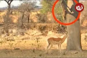 ببینید| پرش دیدنی پلنگ برای شکار ایمپالا از روی درخت!