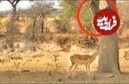 ببینید| پرش دیدنی پلنگ برای شکار ایمپالا از روی درخت!