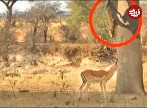ببینید| پرش دیدنی پلنگ برای شکار ایمپالا از روی درخت!