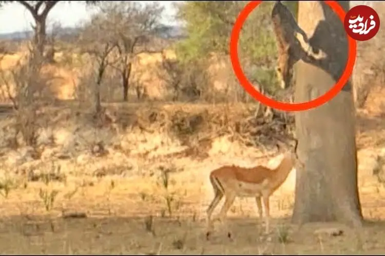 ببینید| پرش دیدنی پلنگ برای شکار ایمپالا از روی درخت!