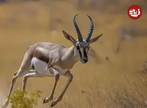 ببینید| آهوی معروف پارک شاهرود