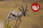 ببینید| آهوی معروف پارک شاهرود