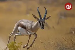 ببینید| آهوی معروف پارک شاهرود