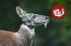 عکس| این آهوی خون آشام و گران‌قیمت در خطر انقراض است!