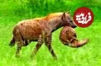 ببینید| خلاقیت مرگبار کفتار برای عبور از سپر دفاعی پانگولین