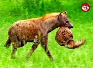 ببینید| خلاقیت مرگبار کفتار برای عبور از سپر دفاعی پانگولین
