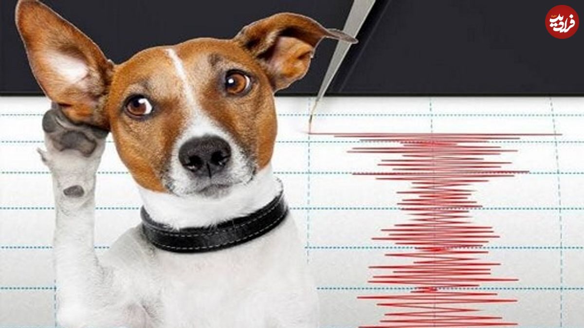 (ویدیو) کدام حیوانات می‌توانند زلزله را پیش‌بینی کنند؟ 
