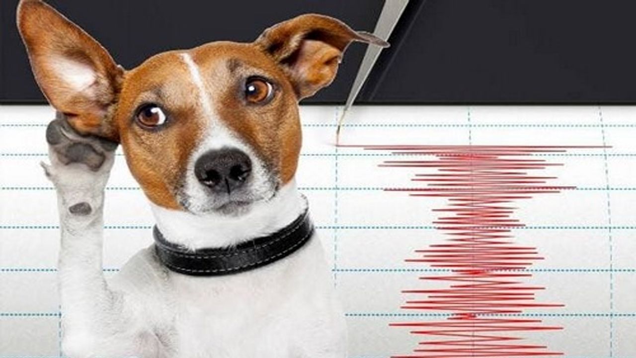 (ویدیو) کدام حیوانات می‌توانند زلزله را پیش‌بینی کنند؟ 