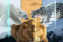 تصاویر؛ هنر نامرئی شدن؛ استراتژی های حیرت انگیز شکارچیان زنده