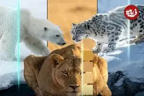 تصاویر؛ هنر نامرئی شدن؛ استراتژی های حیرت انگیز شکارچیان زنده