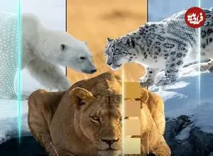 تصاویر؛ هنر نامرئی شدن؛ استراتژی های حیرت انگیز شکارچیان زنده