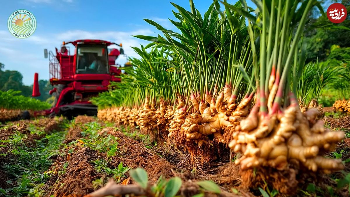 ببینید| چگونه تایلندی صدها تن زنجبیل را برداشت و فرآوری می کنند؟