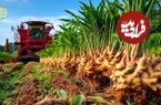 ببینید| چگونه تایلندی صدها تن زنجبیل را برداشت و فرآوری می کنند؟