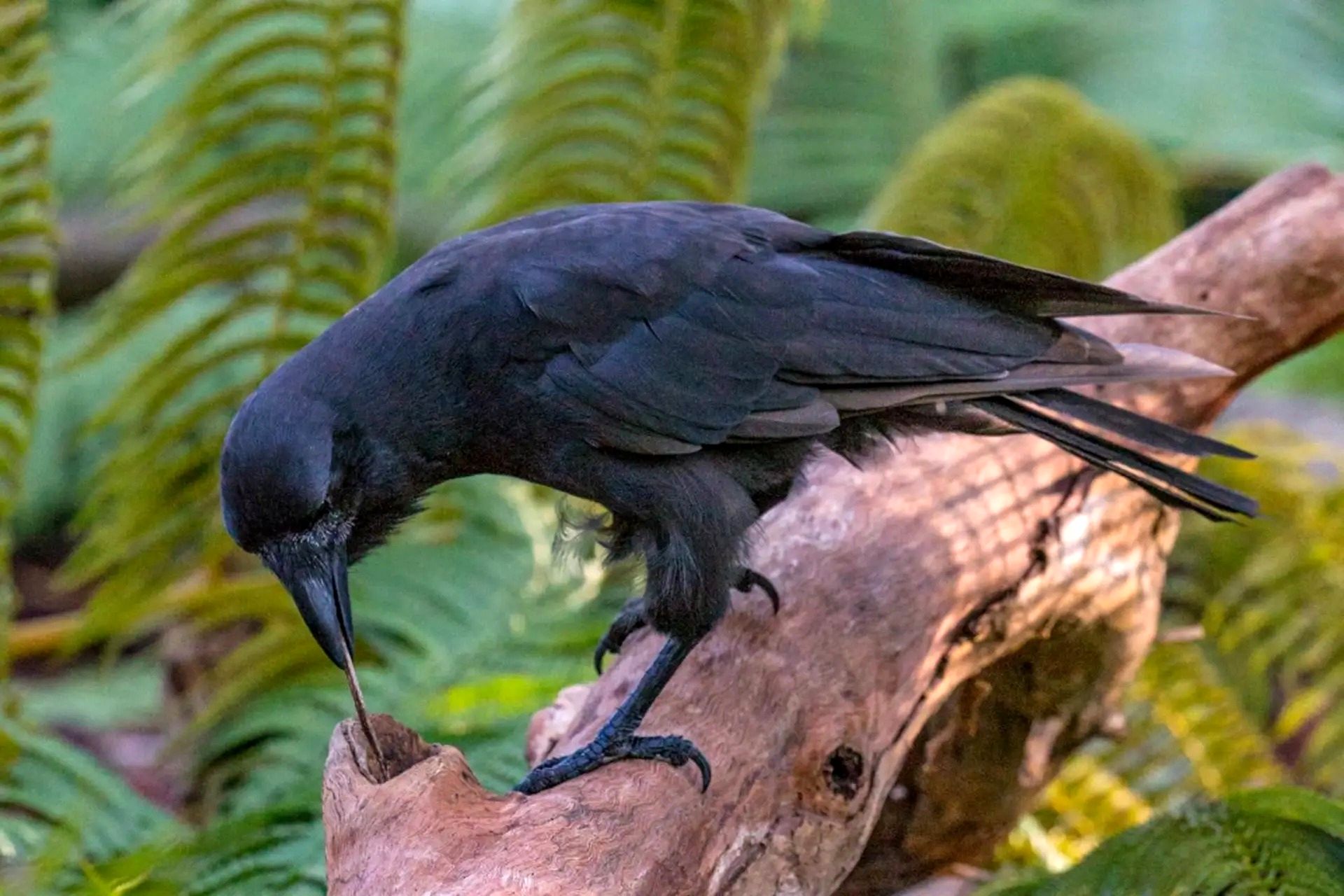 انسان‌ها ۱۵۰۰ گونه پرنده را به ورطه انقراض کشانده‌اند