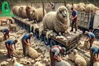 (ویدئو) چگونه کشاورزان آمریکایی 5 میلیون گوسفند را برای تولید پشم پرورش می دهند؟