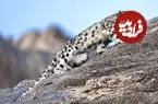 ببینید| سقوط پلنگ برفی و بز کوهی از دل صخره‌ها