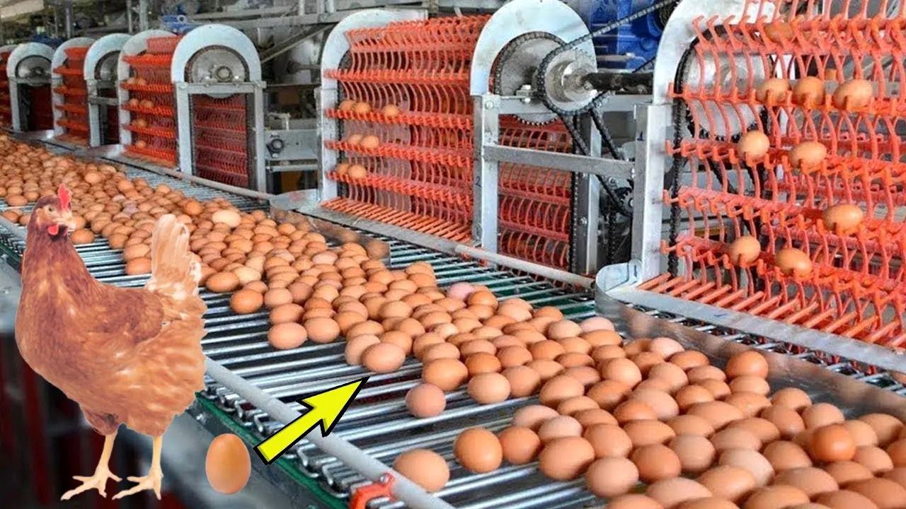 (ویدئو) از جوجه کشی تا بسته بندی مرغ؛ نحوه برداشت میلیون ها تخم مرغ و مرغ در اروپا