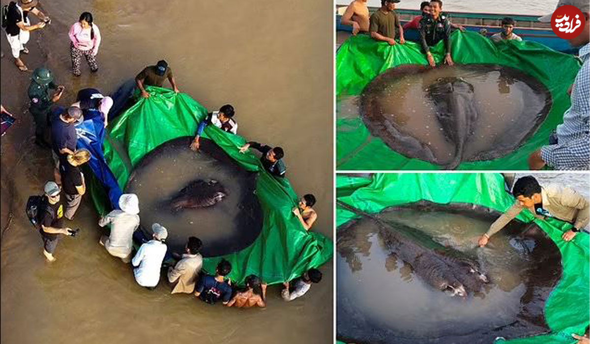 (تصاویر) بزرگترین ماهی آب شیرین جهان صید شد!
