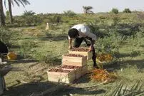 (تصاویر) برداشت خرما در شادگان خوزستان