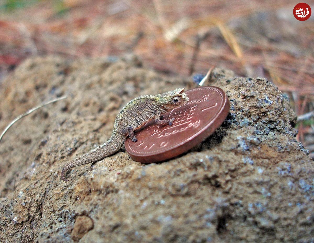 (تصاویر) کوچکترین خزندۀ جهان کشف شد؛ اژدهایی کوچکتر از یک سکّه!