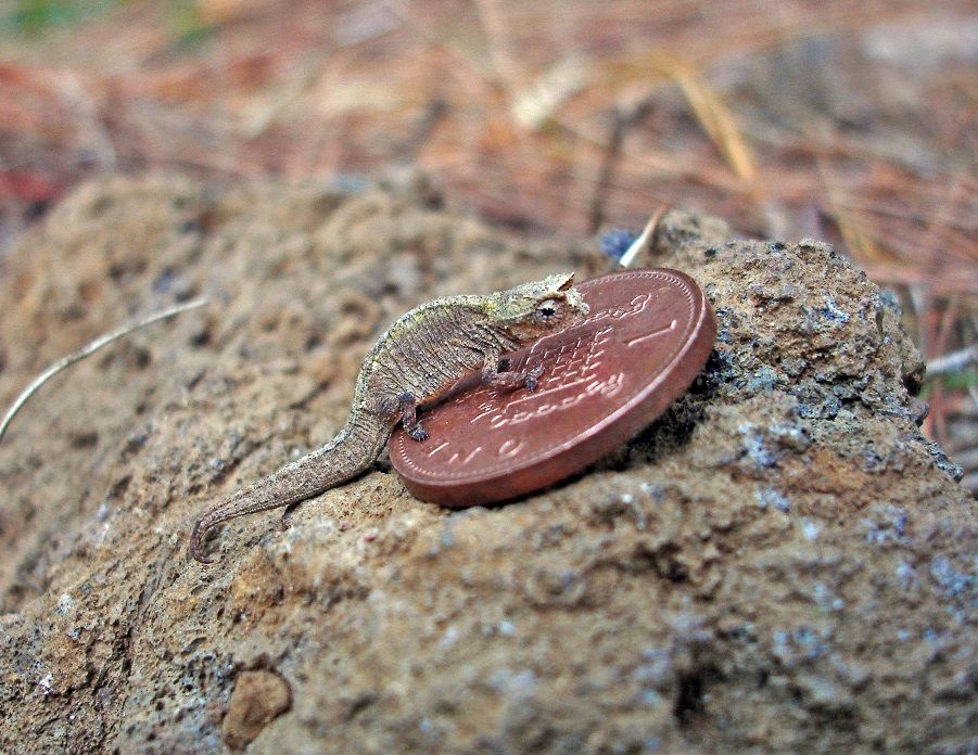 (تصاویر) کوچکترین خزندۀ جهان کشف شد؛ اژدهایی کوچکتر از یک سکّه!