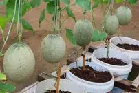 (ویدئو) یک روش بی دردسر و ساده برای کاشت و برداشت طالبی در تراس خانه