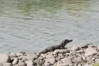 عکس| دشتیاری؛ نگین محیط‌ زیست ایران با زیستگاه گاندو و تالاب بین‌المللی گواتر