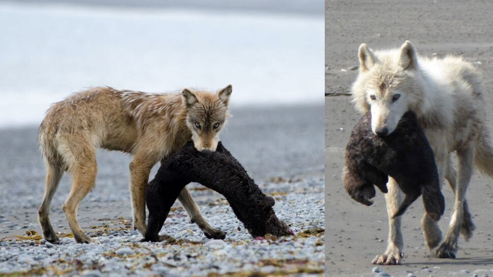 (عکس) گرگ‌ها یک هدف جدید برای کشتار دارند!