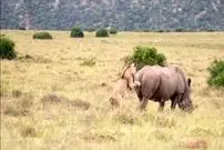 ببینید| تلاش یک شیر شجاع برای شکار کرگدن 2 تنی!