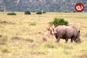 ببینید| تلاش یک شیر شجاع برای شکار کرگدن 2 تنی!