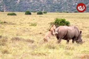 ببینید| تلاش یک شیر شجاع برای شکار کرگدن 2 تنی!