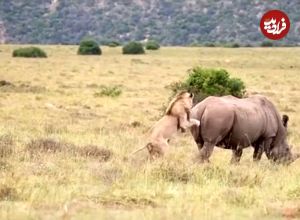 ببینید| تلاش یک شیر شجاع برای شکار کرگدن 2 تنی!