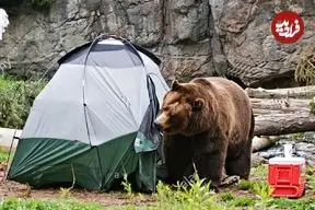 مهربانی با خرس‌ها کار دست اهالی مشگین‌شهر داد