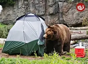 مهربانی با خرس‌ها کار دست اهالی مشگین‌شهر داد