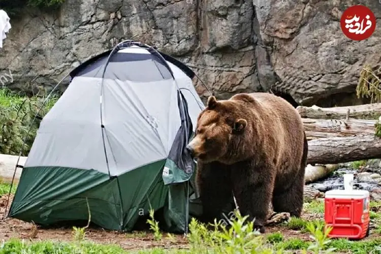 مهربانی با خرس‌ها کار دست اهالی مشگین‌شهر داد