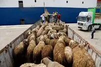 قیمت جدید دام زنده در بازار اعلام شد؛ پوریان: از این قیمت بالاتر گوشت نخرید