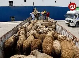 قیمت جدید دام زنده در بازار اعلام شد؛ پوریان: از این قیمت بالاتر گوشت نخرید