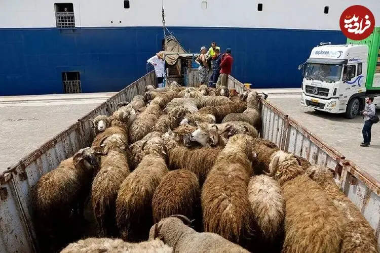 قیمت جدید دام زنده در بازار اعلام شد؛ پوریان: از این قیمت بالاتر گوشت نخرید