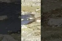 (ویدئو) پرواز سه متری گربه وحشی آفریقایی برای شکار پرنده بخت برگشته در آسمان